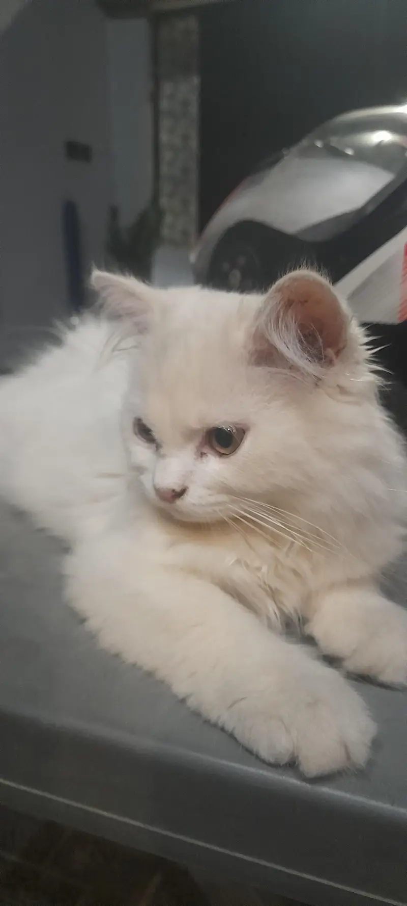 female kitten — photo 3