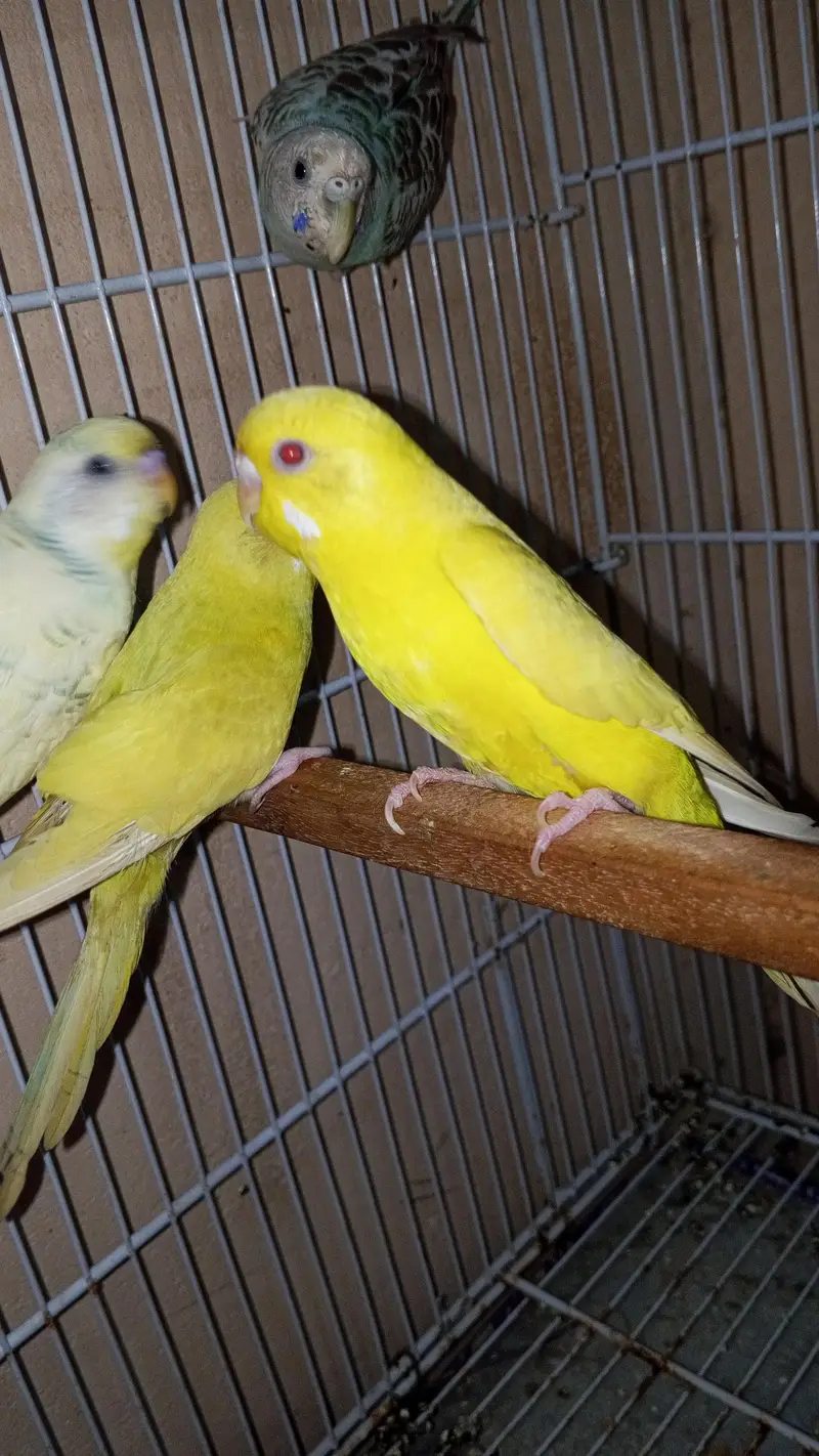 bohot ache Hain sab bilkul active Hain or breeding bhi karte Hain — photo 2