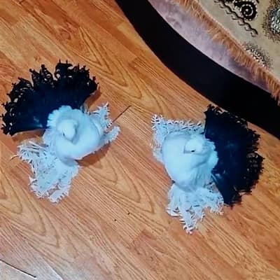 Indian Fantail Pigeon Pair For Sale