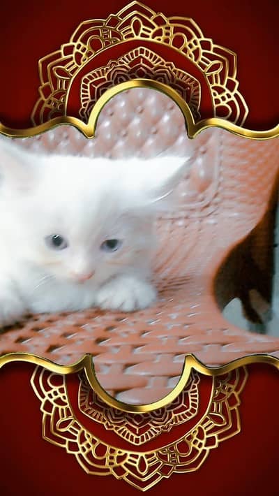cats Persian 3 cats