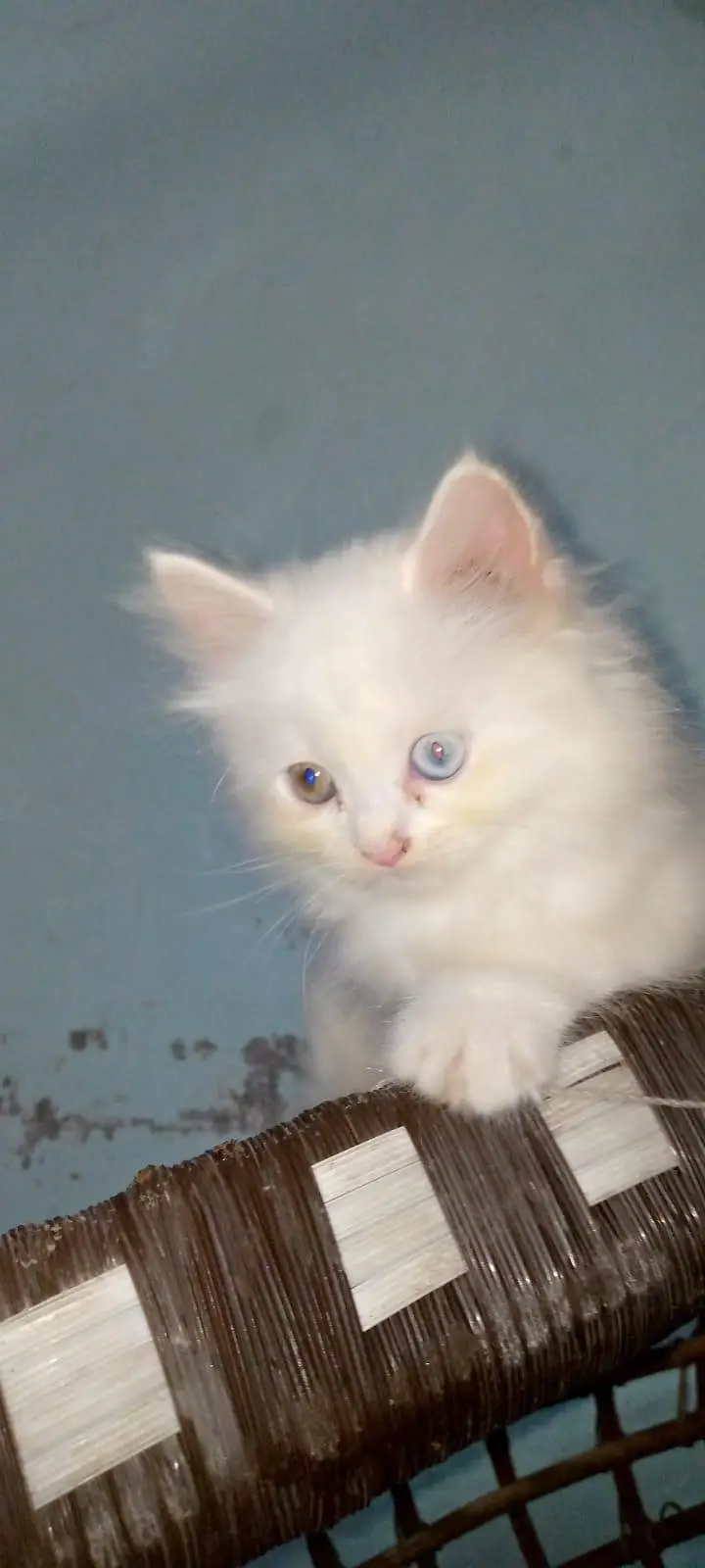 cats Persian 3 cats — photo 2