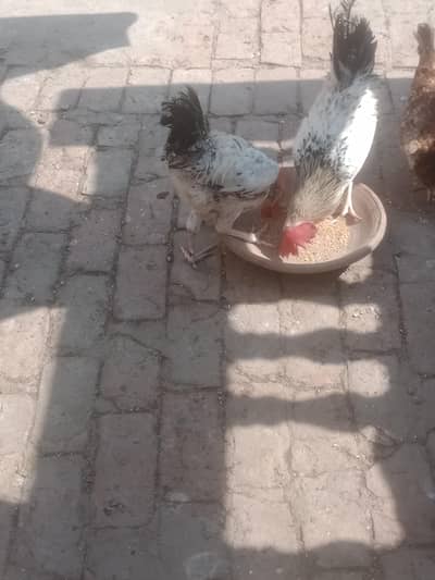 Desi 1 murgi 2 Murga