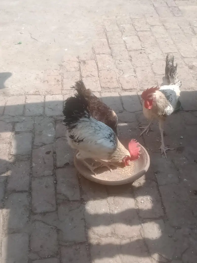 Desi 1 murgi 2 Murga — photo 2