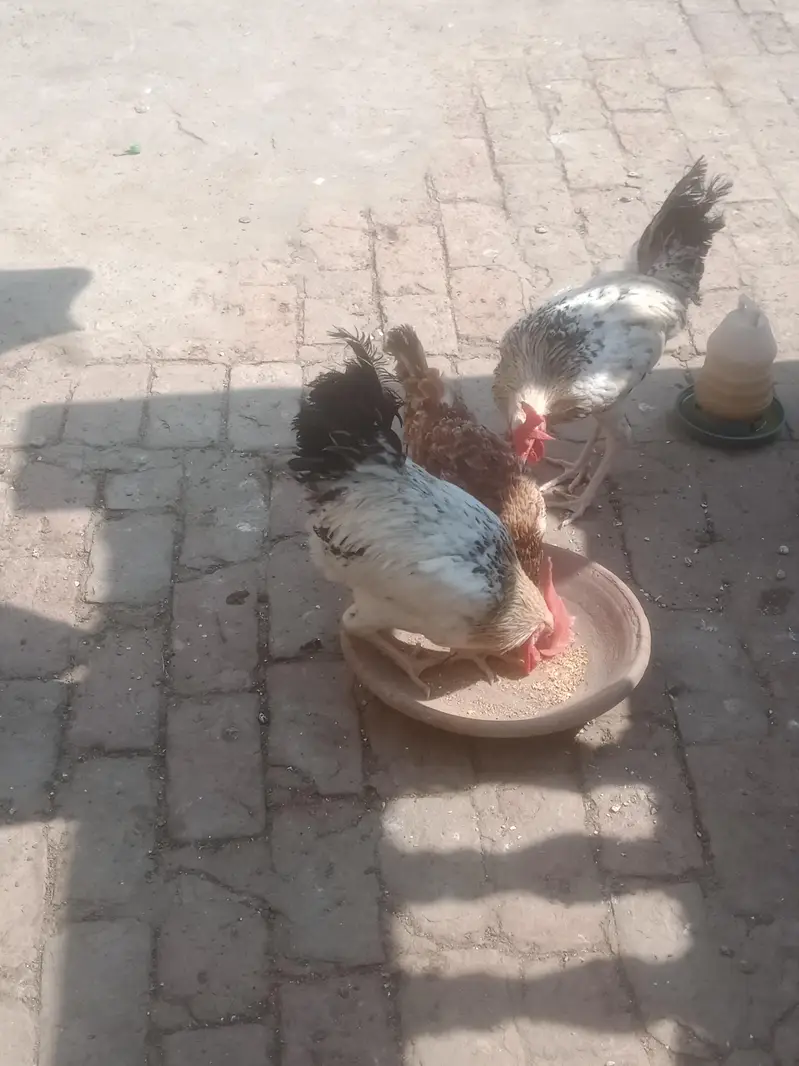 Desi 1 murgi 2 Murga — photo 3