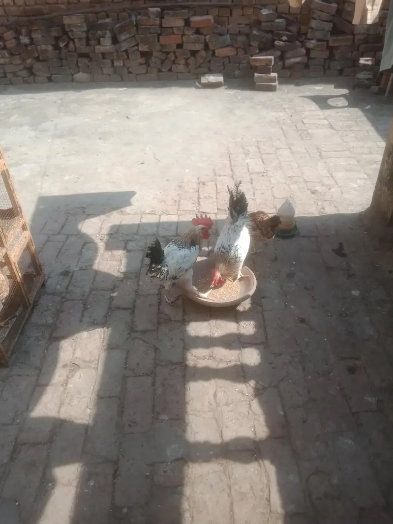 Desi 1 murgi 2 Murga — photo 4