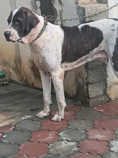 bully male