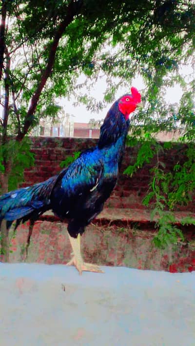 Donky For sale