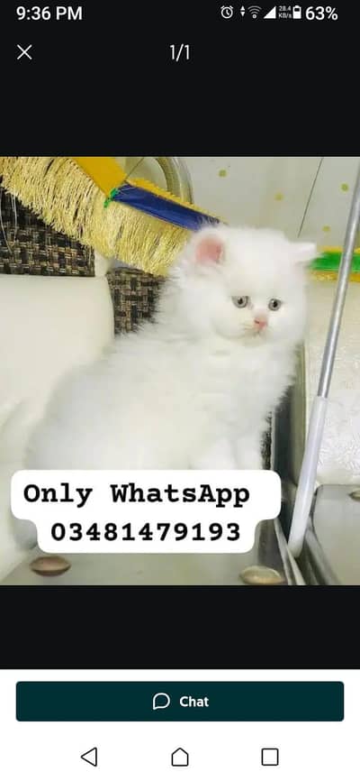 Persian cat 2month vaccinated