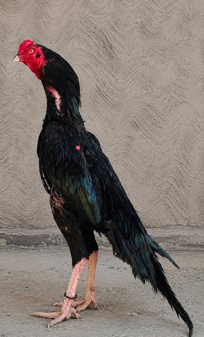 Aseel Lasani Male
