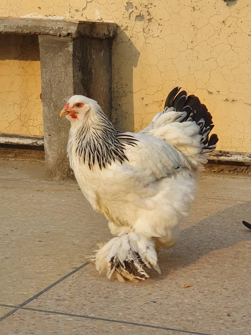 Brahma chicks 0