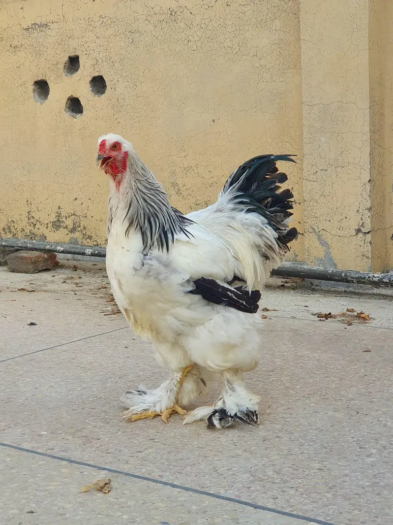 Brahma chicks — photo 2