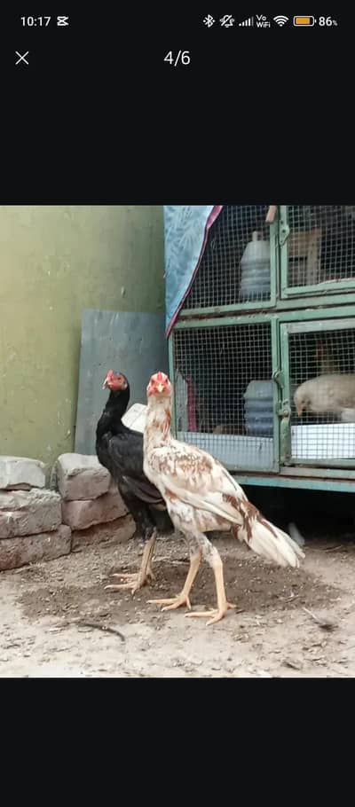 7-Month Aseel Cocks (Makhni Chini + Black) - Urgent Sale