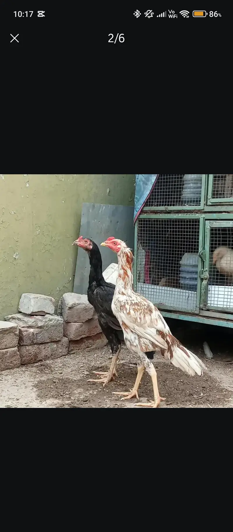 7-Month Aseel Cocks (Makhni Chini + Black) - Urgent Sale — photo 3