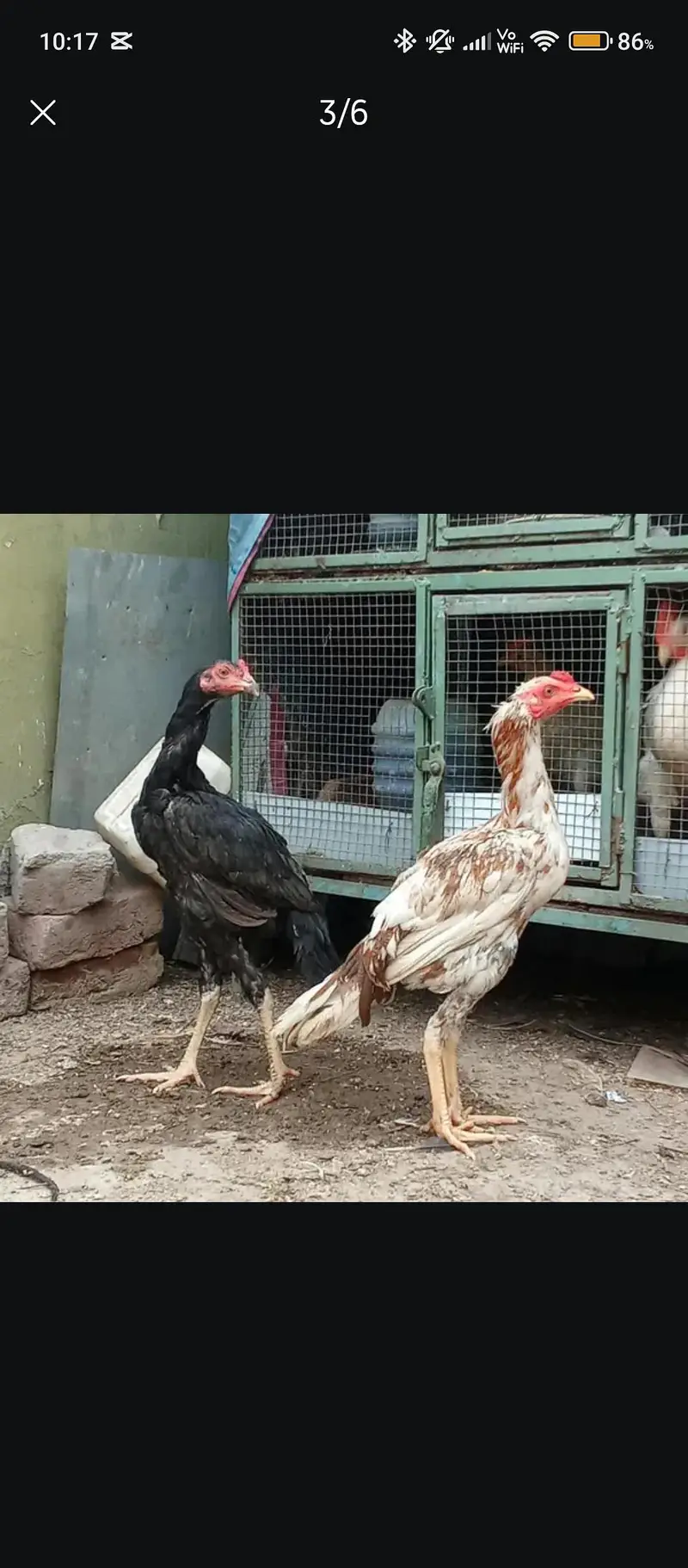 7-Month Aseel Cocks (Makhni Chini + Black) - Urgent Sale — photo 4
