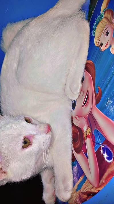 White Persian kitten vaccinated litter trained