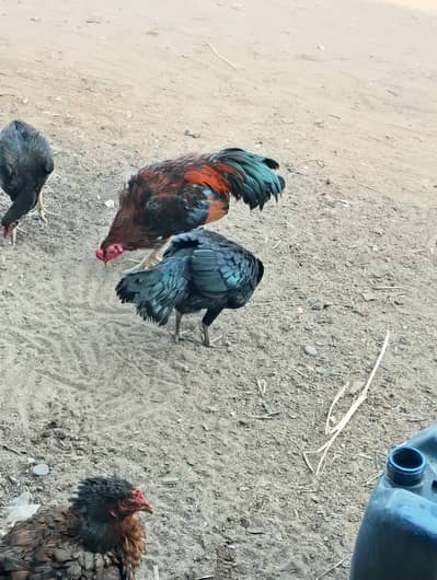 layer hens