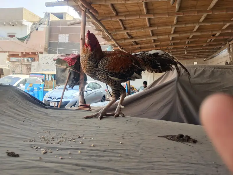 layer hens — photo 2