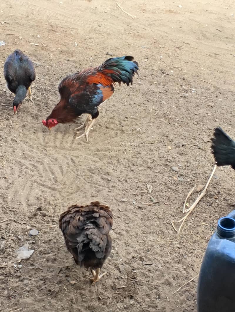 layer hens 2