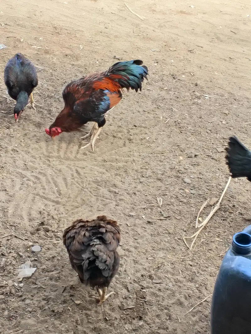 layer hens — photo 3