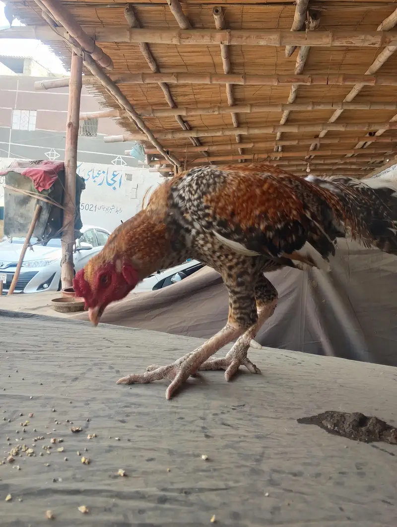 layer hens — photo 4