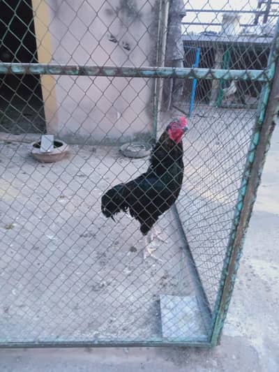Aseel lasani Rooster