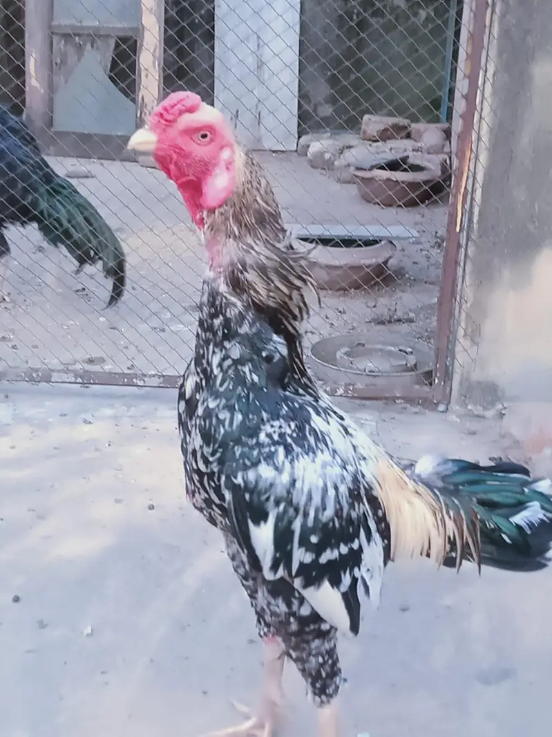 Aseel lasani Rooster — photo 2