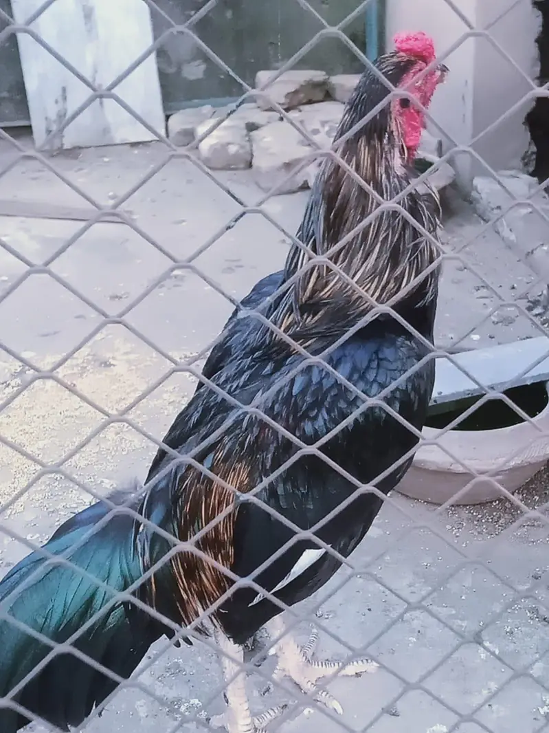 Aseel lasani Rooster — photo 3