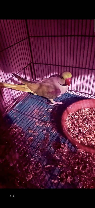 Raw perrot forsale