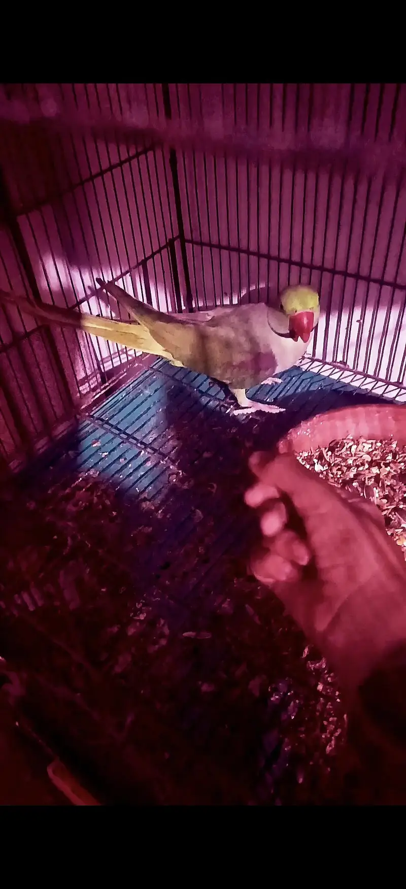 Raw perrot forsale — photo 2