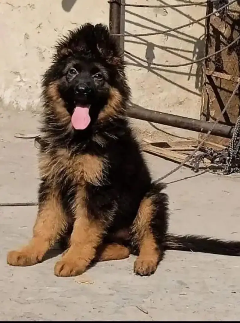 German shepherd puppies — photo 3