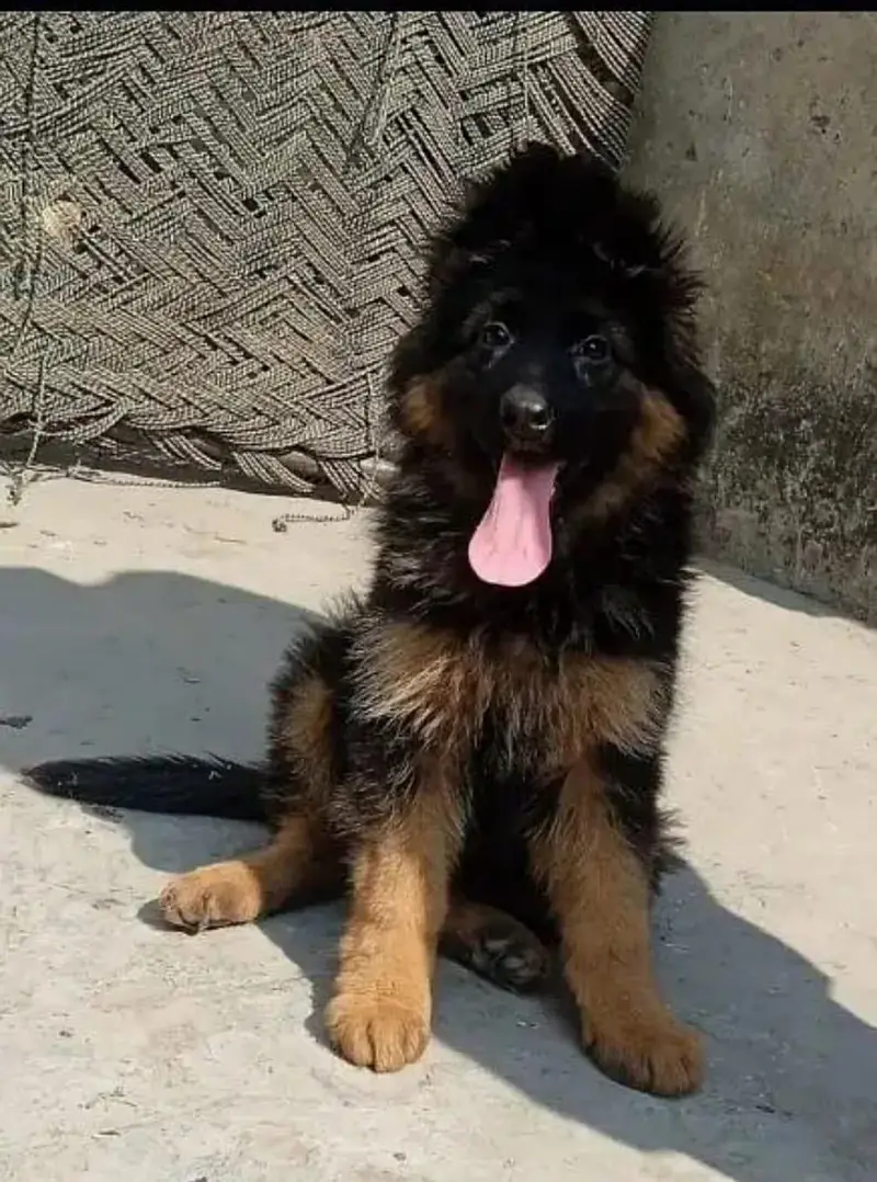 German shepherd puppies — photo 4