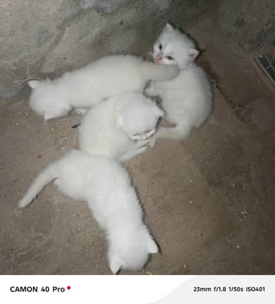little kittens available
