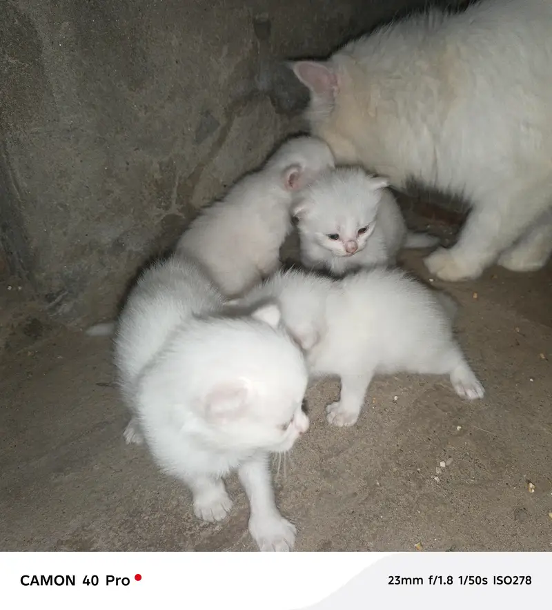 little kittens available — photo 2