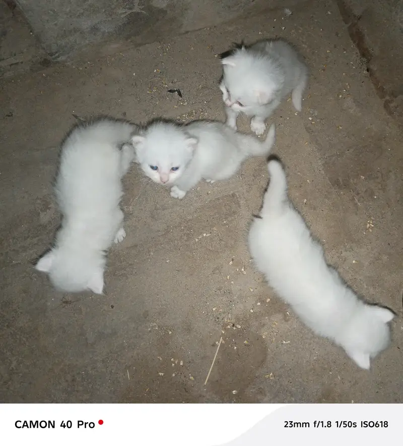 little kittens available — photo 3