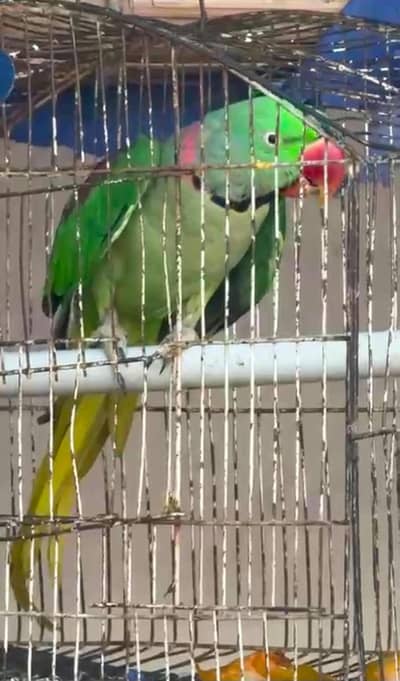 Available for acquisition: Green Parrot.