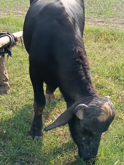 Nali Ravi breeder for sale