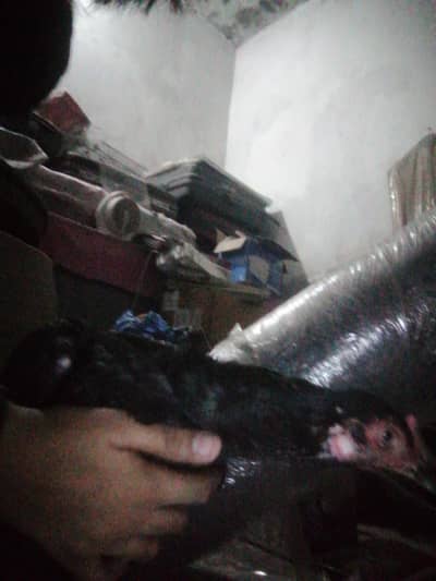 Muski for sale