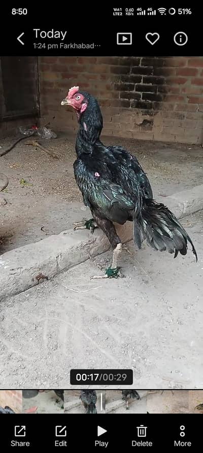 fore sale morga
