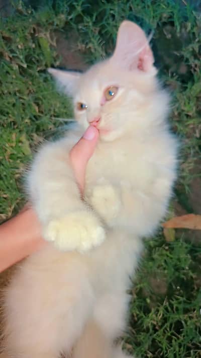 Persian kittens