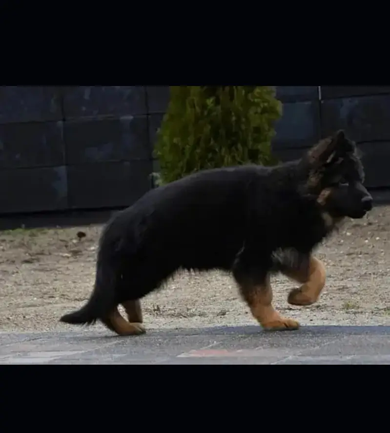 German shepherd puppies — photo 2