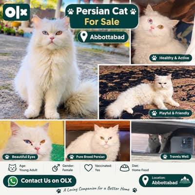 Original Persian Cat with Blue n Orange Eyes