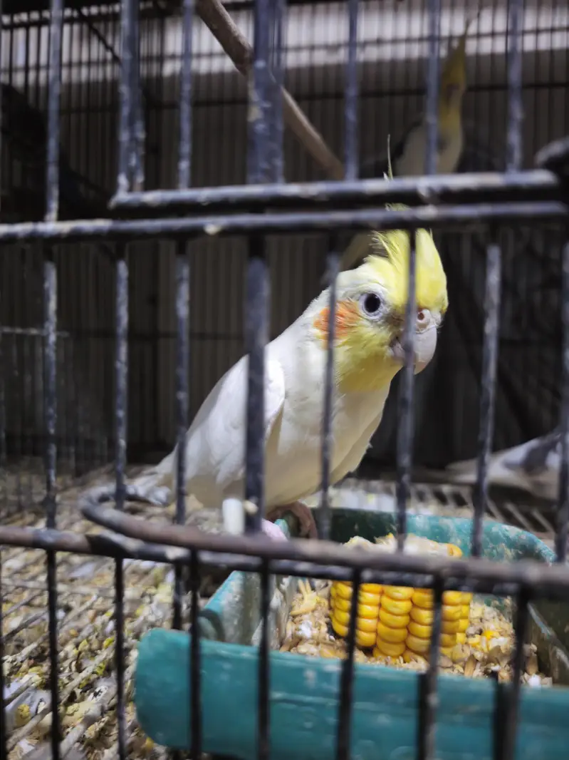 Common white cocktails black eye — photo 4