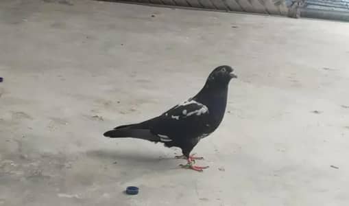 we deal in all kind of peigon and fishes in reasonable prices