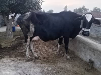 Cross freezian young cow
