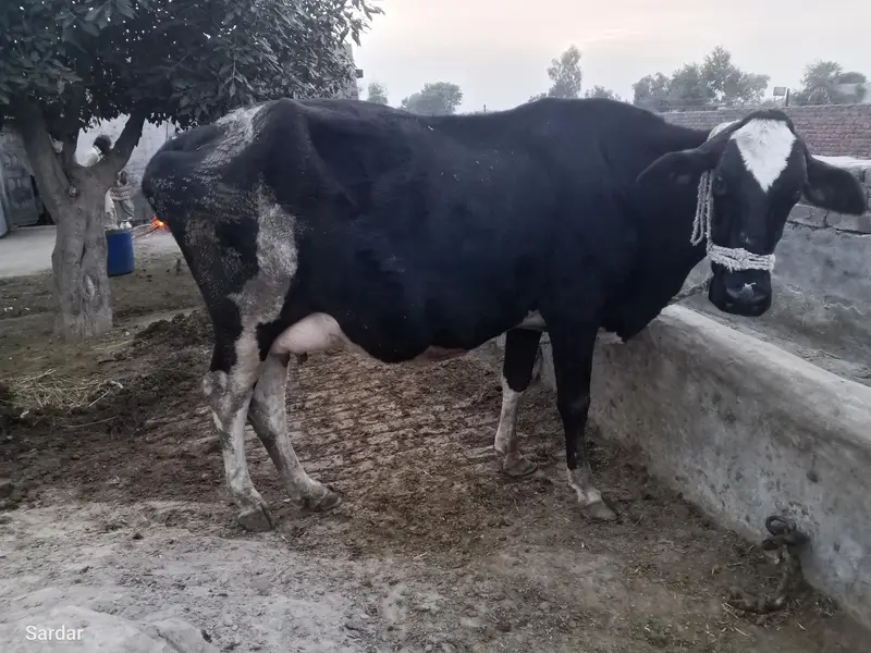 Cross freezian young cow 9 month pregnant