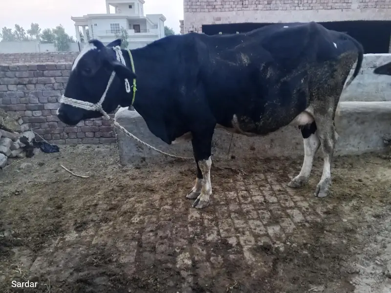 Cross freezian young cow 9 month pregnant — photo 2