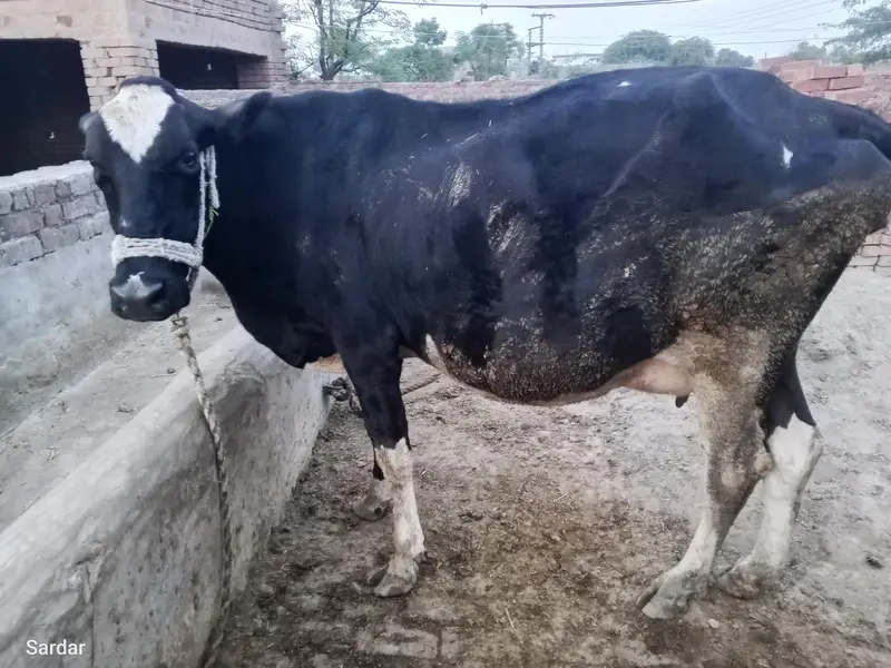 Cross freezian young cow 9 month pregnant — photo 3