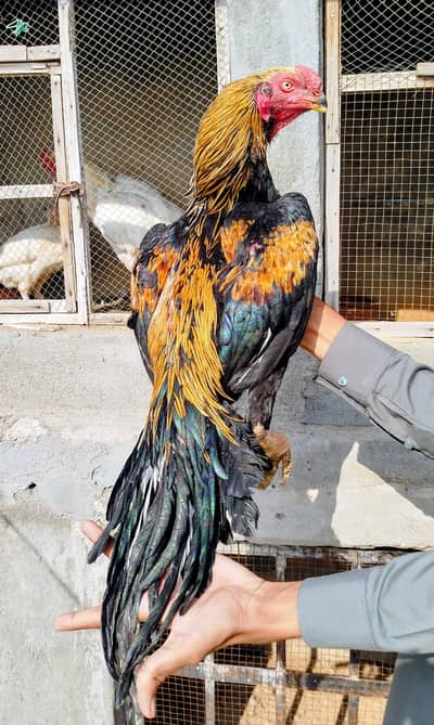 Indian parrot beak long tail