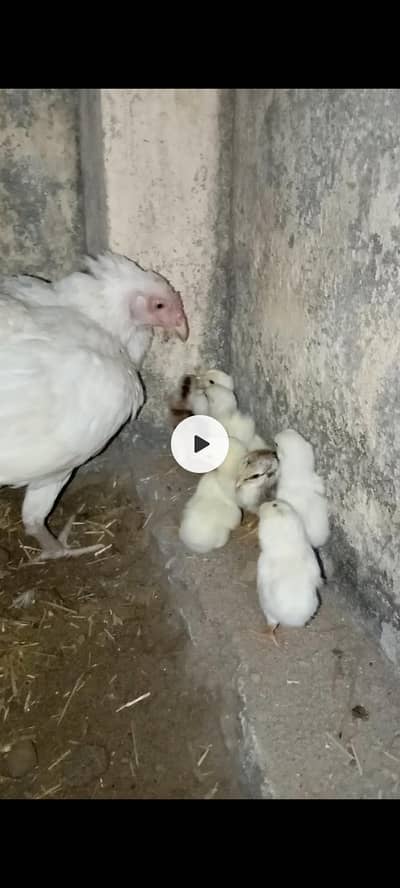 heera madi with chicks