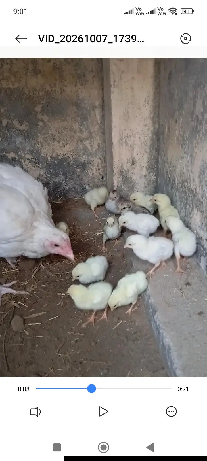 heera madi with chicks — photo 2